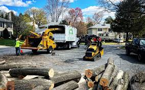 Best Tree Health Inspection  in Kaser, NY