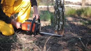 Best Lawn Pest Prevention  in Kaser, NY