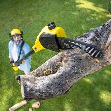 Best Hazardous Tree Removal  in Kaser, NY