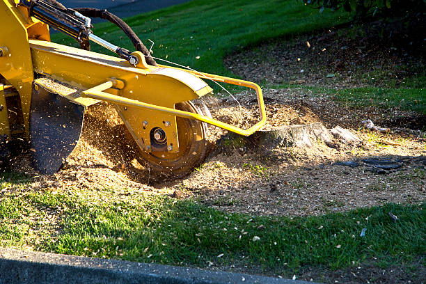 Best Lot and Land Clearing  in Kaser, NY