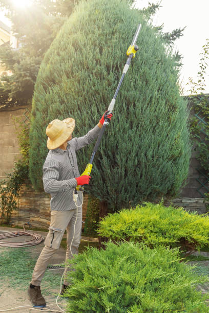 How Our Tree Care Process Works  in  Kaser, NY